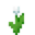 White Tulip