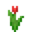 Red Tulip