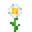 Oxeye Daisy